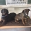 Schüler für Tiere Alsfeld bastelt Päckchen für behinderte Hunde und Katzen.